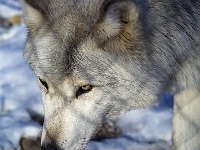 Arctic Wolf 020